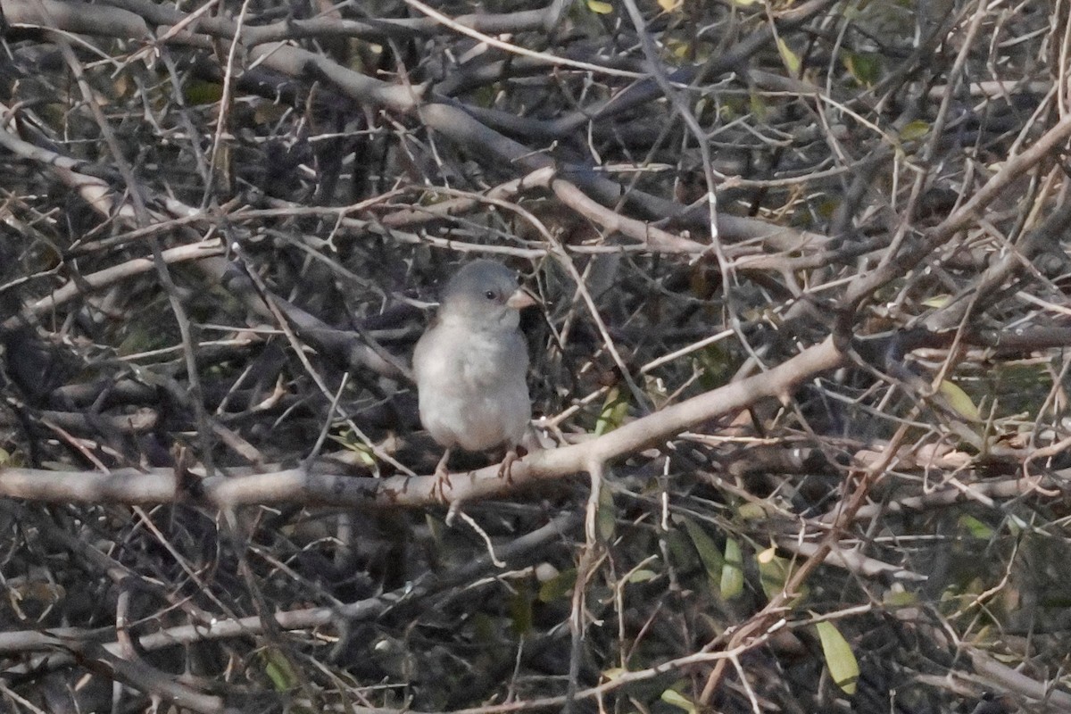 Southern Gray-headed Sparrow - ML621163077