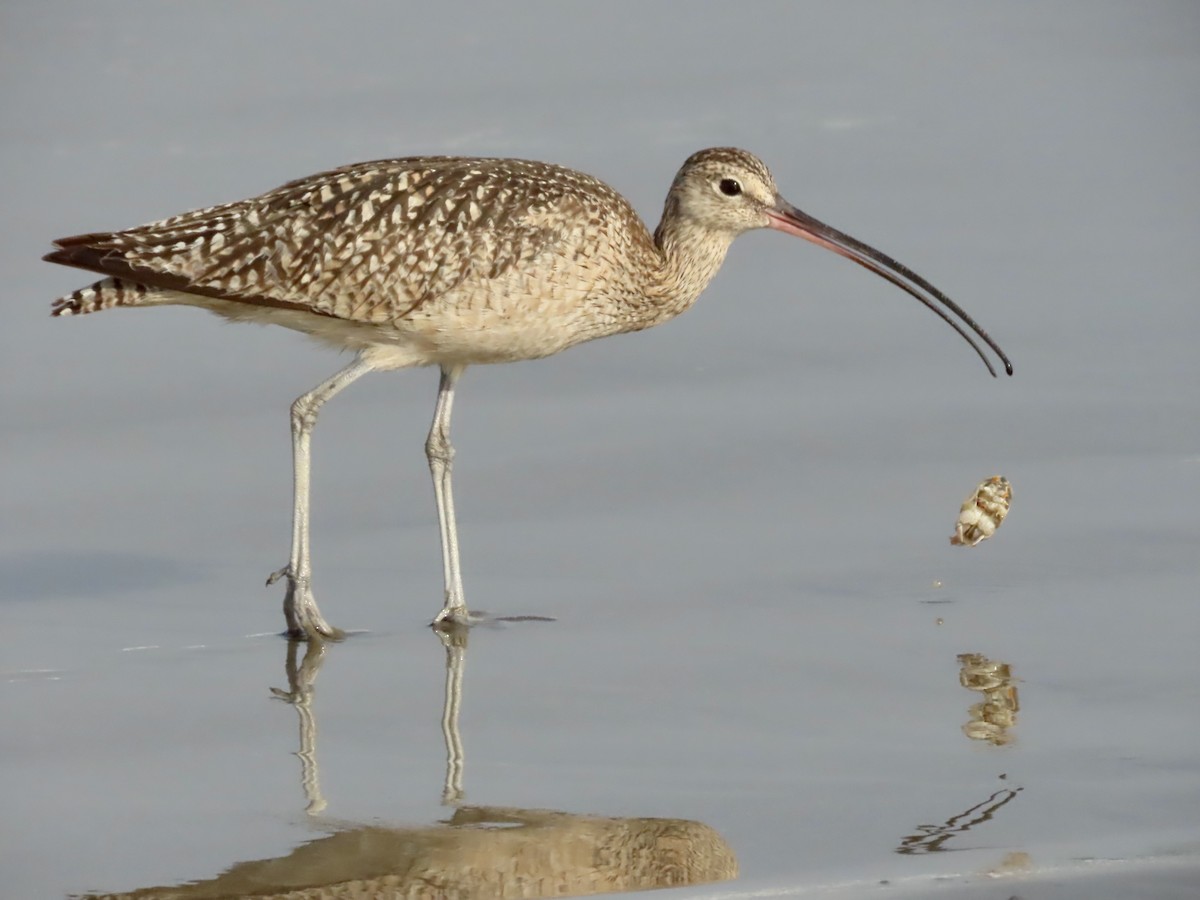 Long-billed Curlew - ML621163088