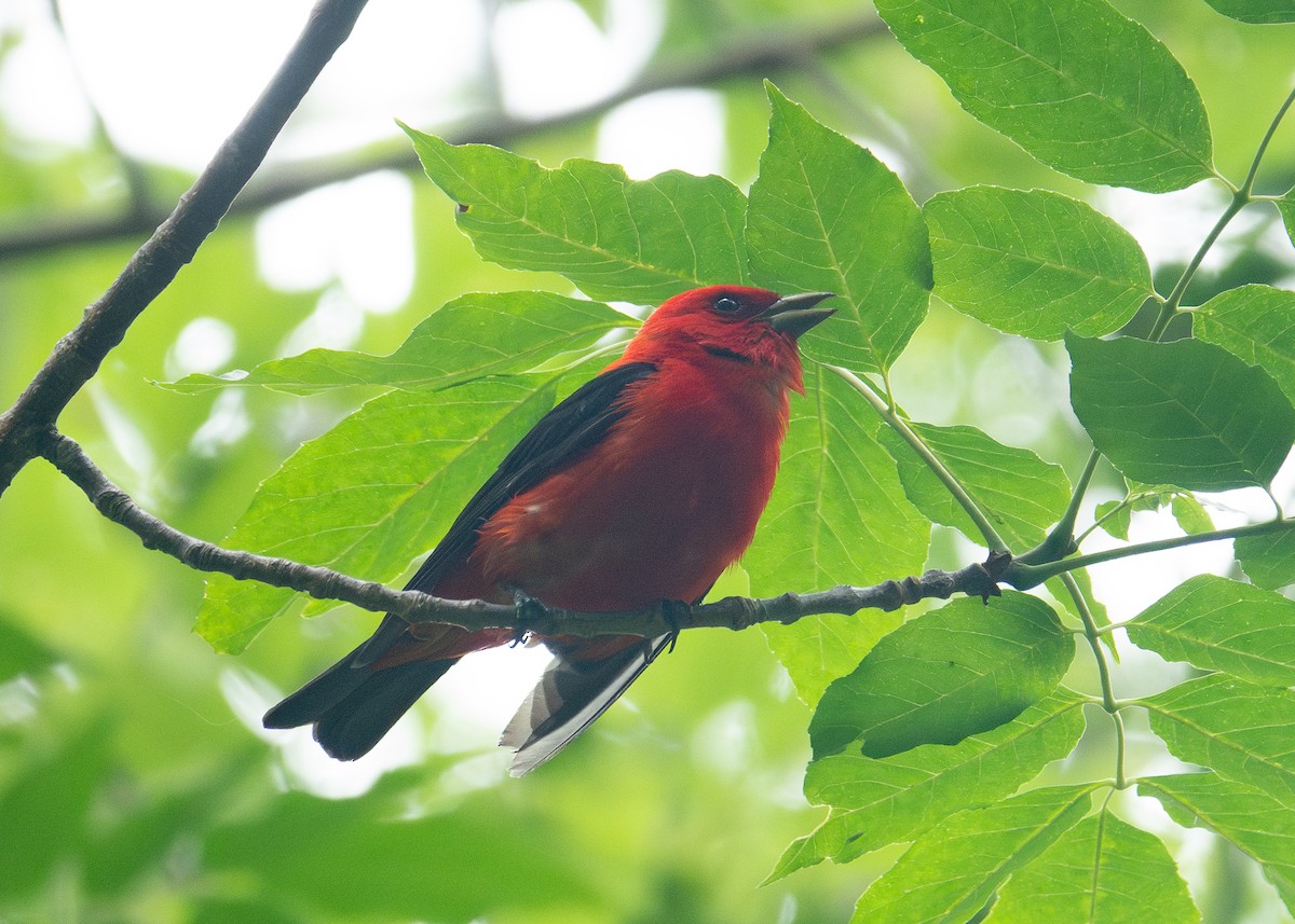 Scarlet Tanager - ML621163092