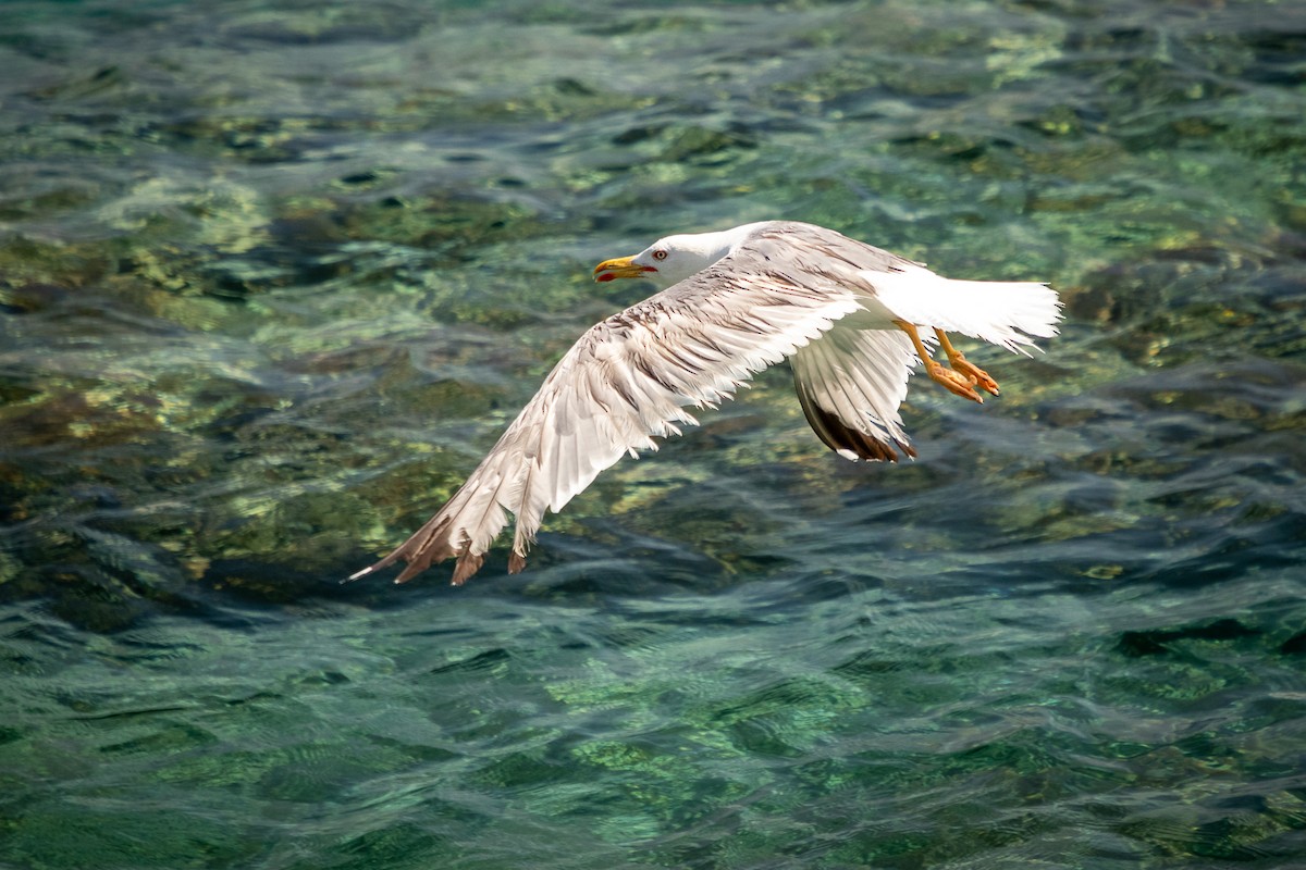 Gaviota Patiamarilla - ML621163115