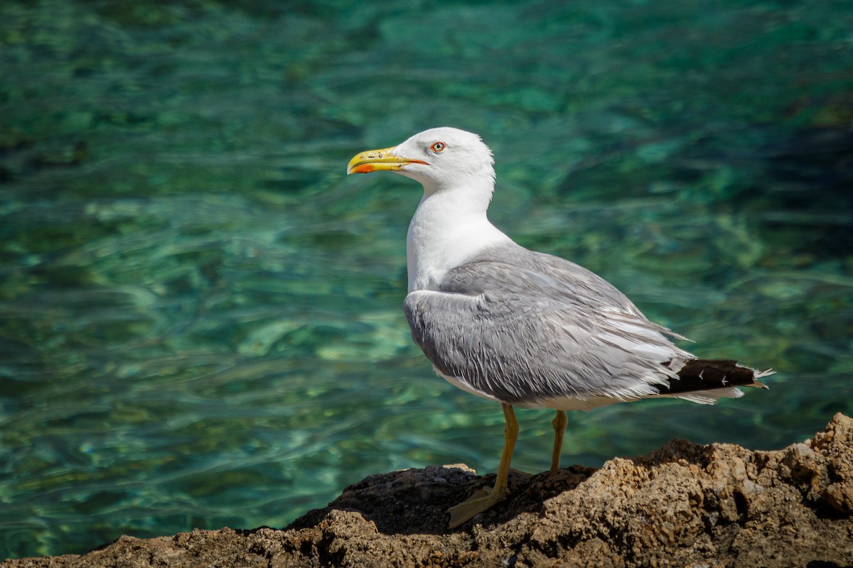 Yellow-legged Gull - ML621163117