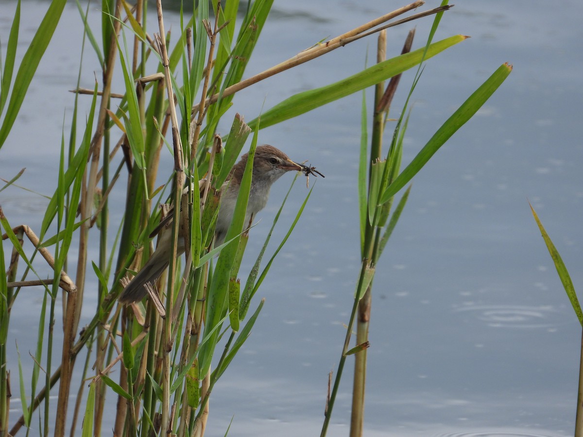 Common Reed Warbler - ML621163157