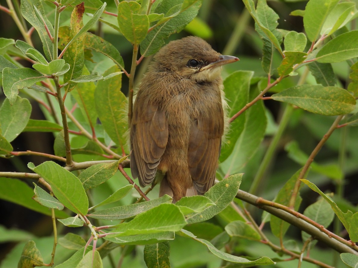 Common Reed Warbler - ML621163158
