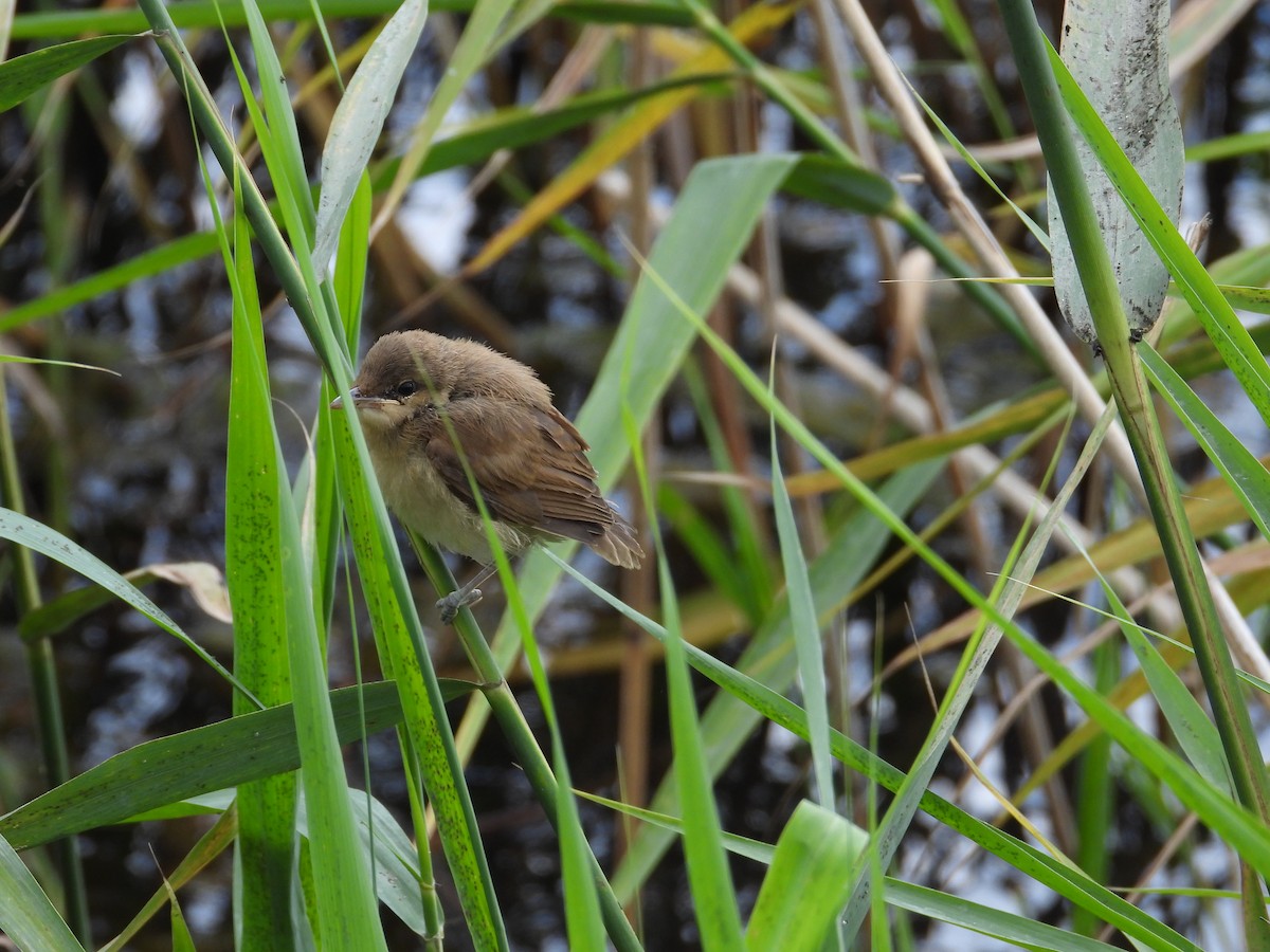Common Reed Warbler - ML621163159