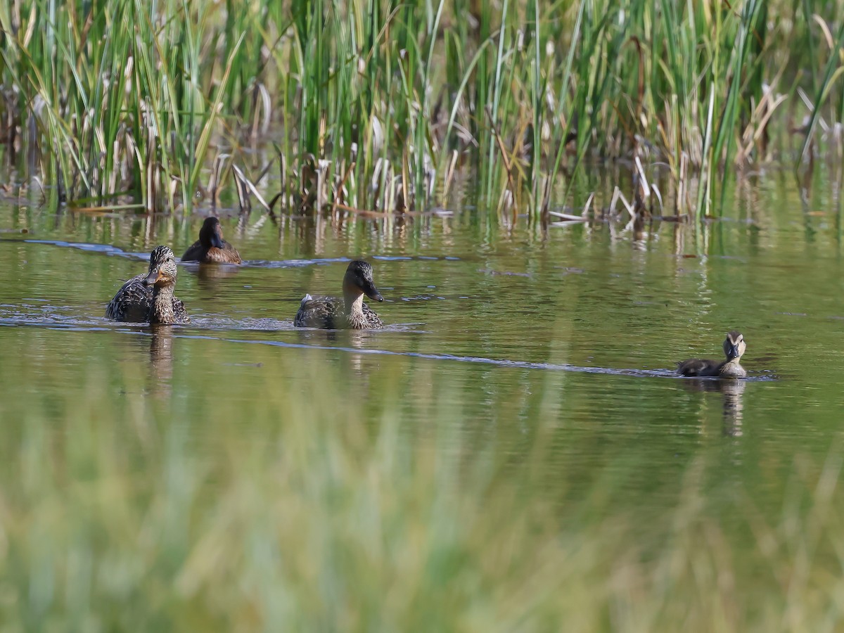 Canard colvert - ML621163168