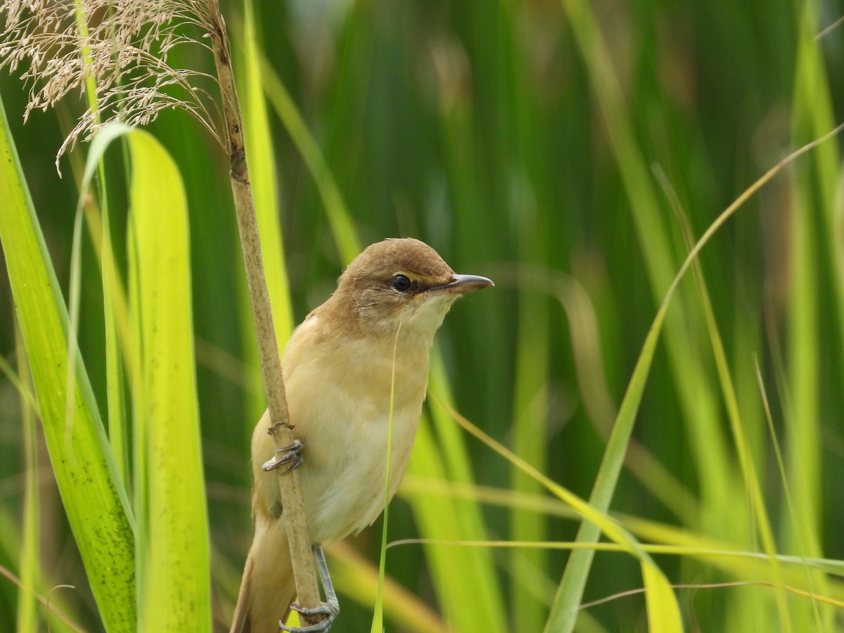 Common Reed Warbler - ML621163169