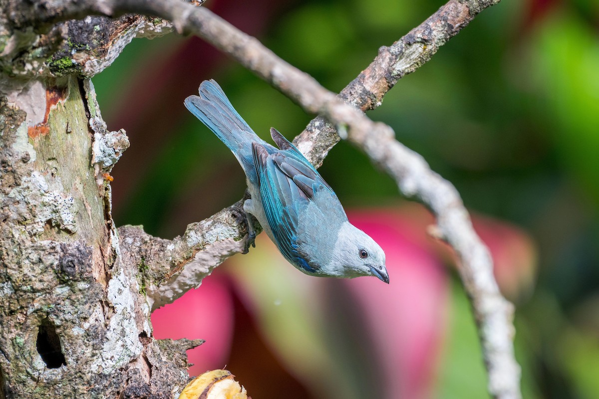 Blue-gray Tanager - ML621163176