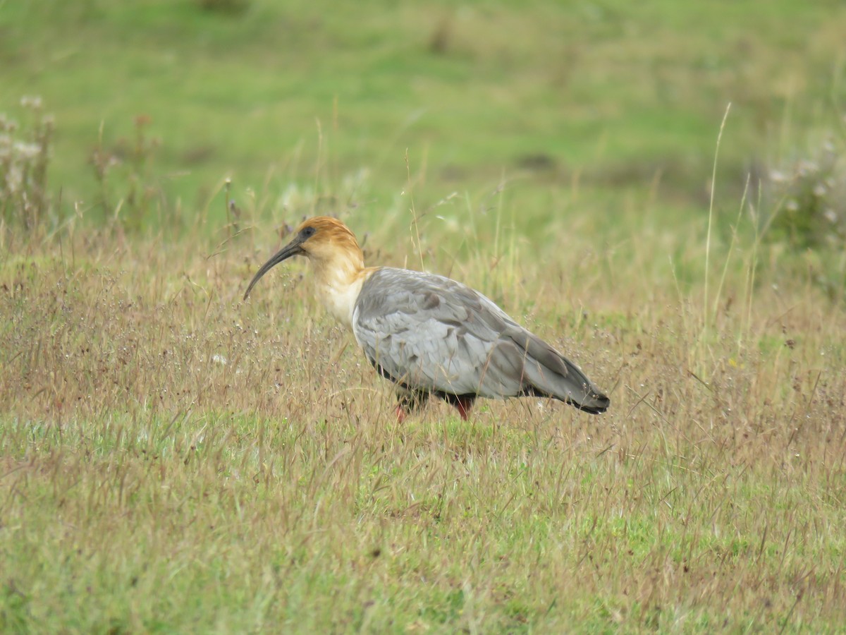 ibis šedokřídlý - ML621163183