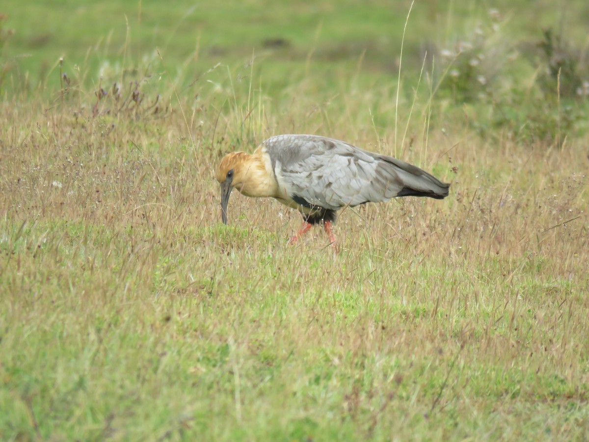 ibis šedokřídlý - ML621163184