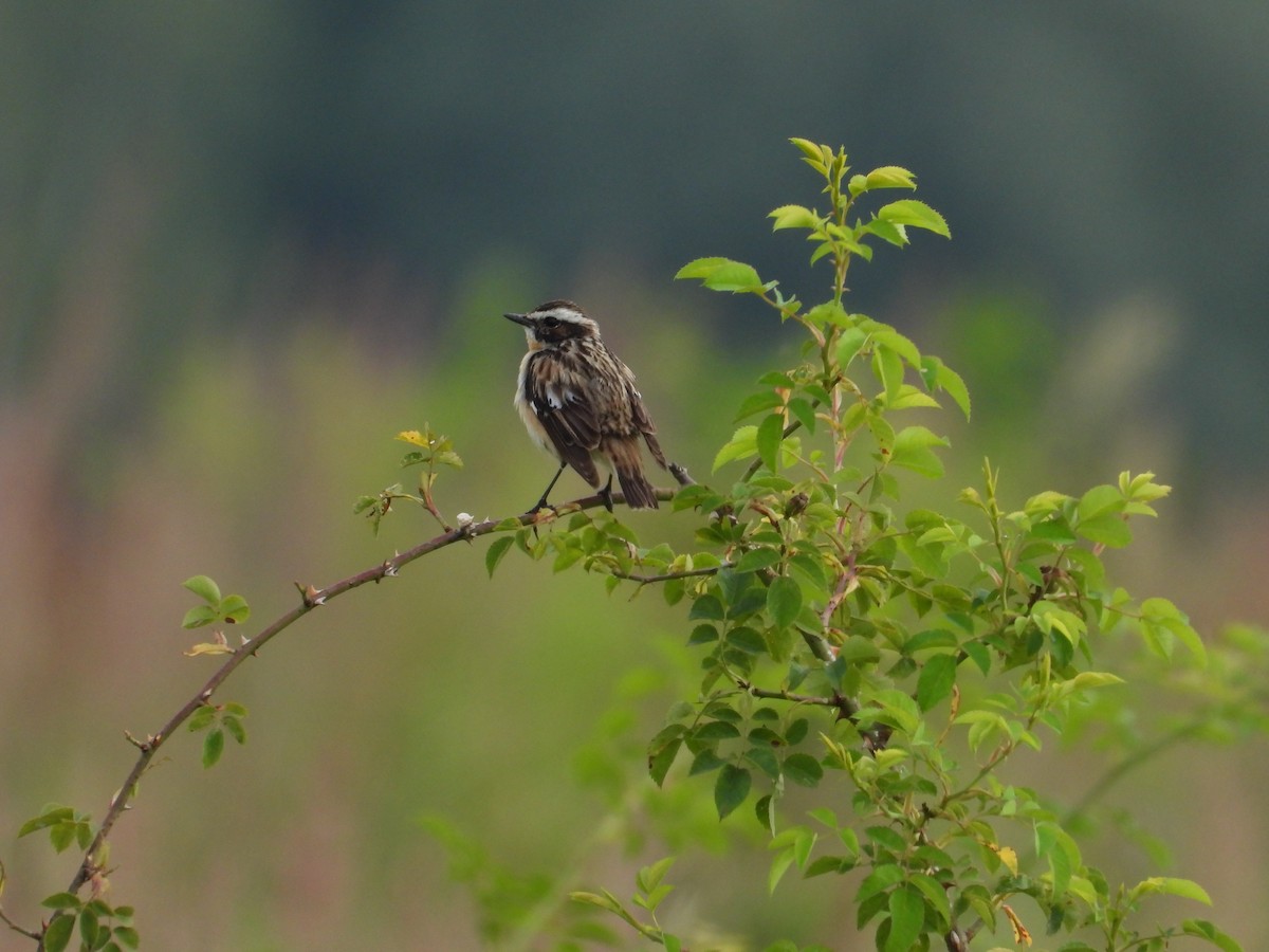 Whinchat - ML621163186