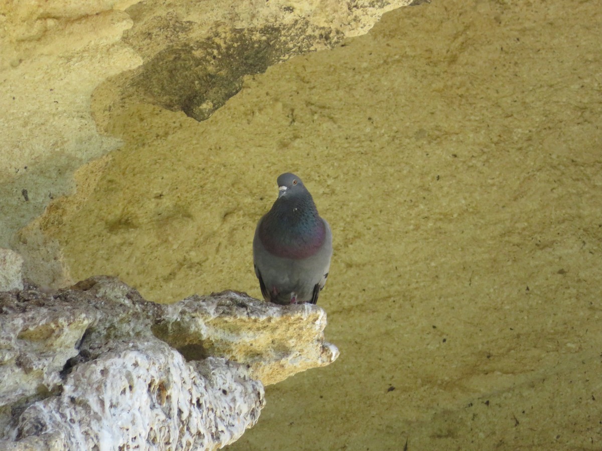 Rock Pigeon (Feral Pigeon) - ML621163196