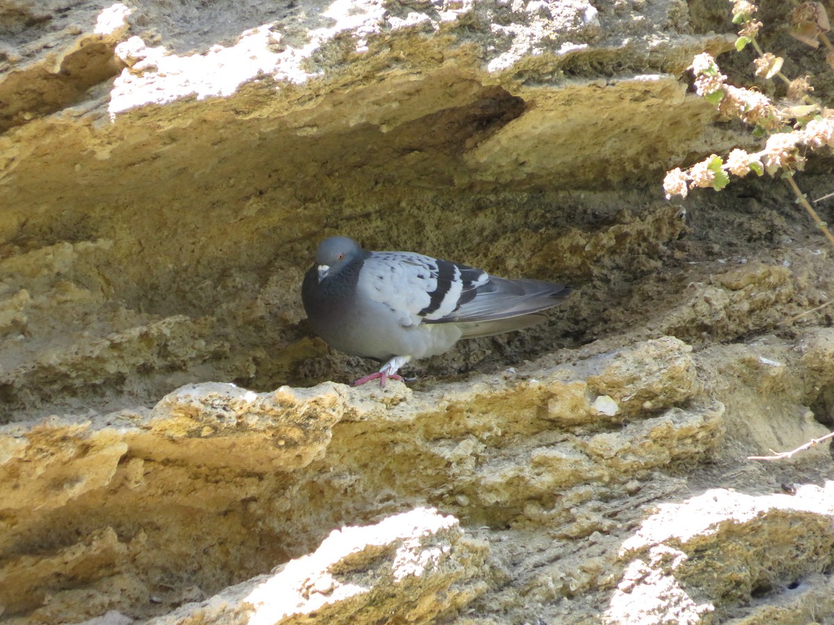 Rock Pigeon (Feral Pigeon) - ML621163198