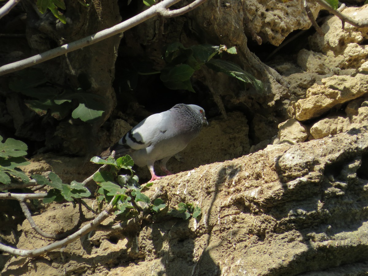 Rock Pigeon (Feral Pigeon) - ML621163199