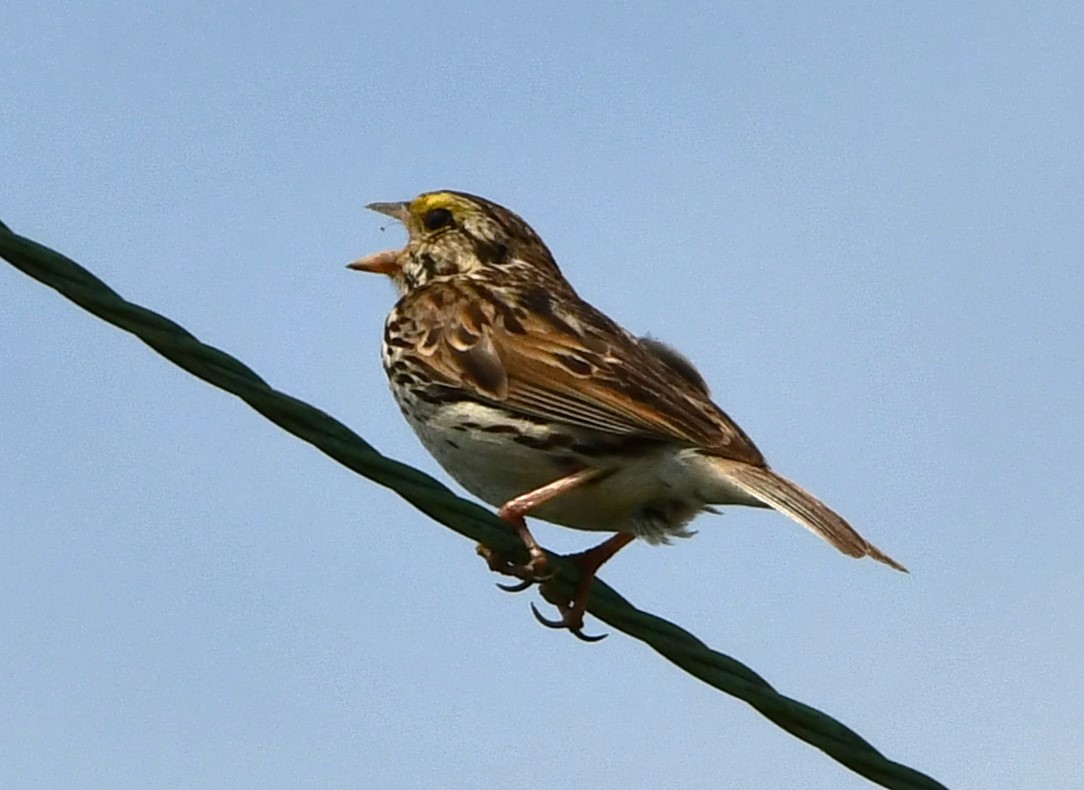 Savannah Sparrow - ML621163212