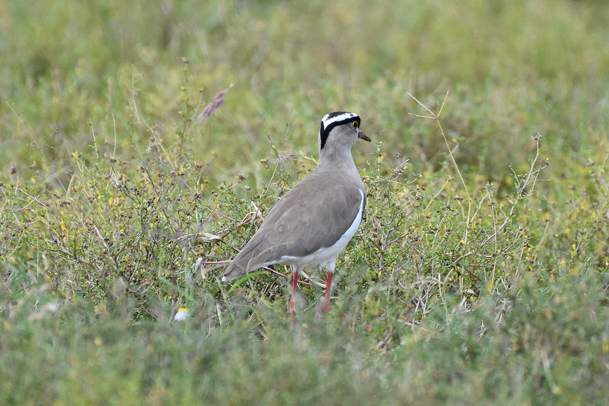 Crowned Lapwing - ML621163219