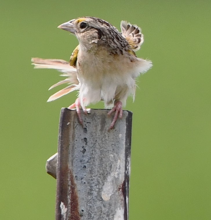 Grasshopper Sparrow - ML621163223
