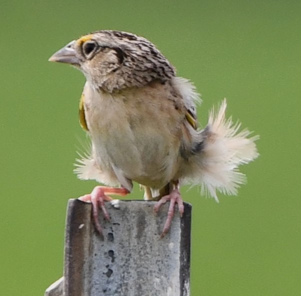 Grasshopper Sparrow - ML621163228