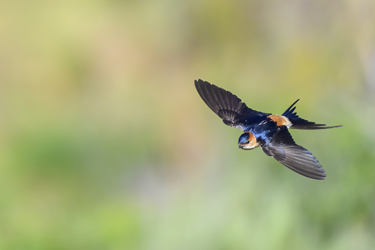Red-rumped Swallow - ML621163245