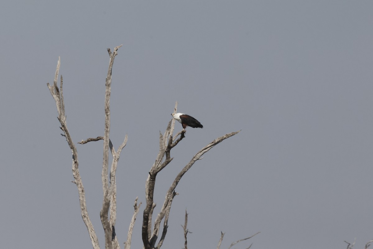 African Fish-Eagle - ML621163255