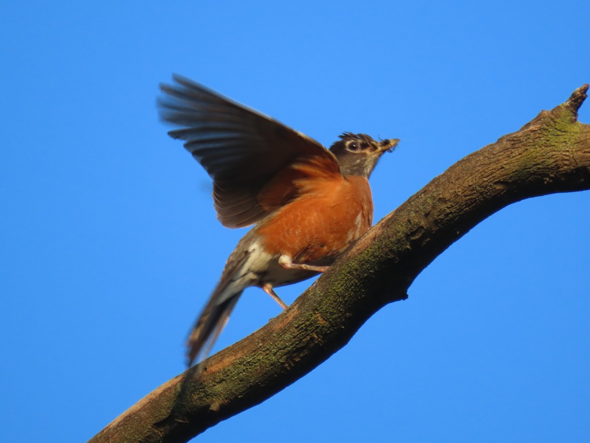 American Robin (migratorius Group) - ML621163256