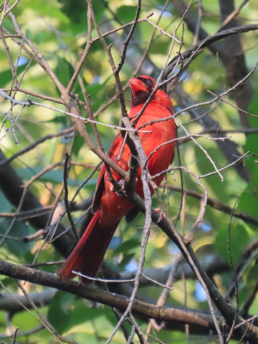 Kırmızı Kardinal [cardinalis grubu] - ML621163261