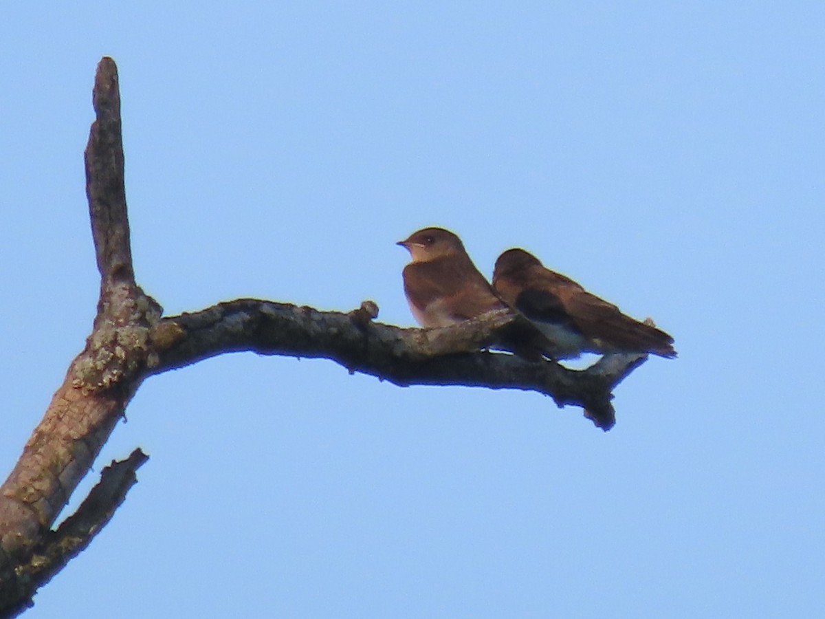 Northern Rough-winged Swallow (Northern) - ML621163263