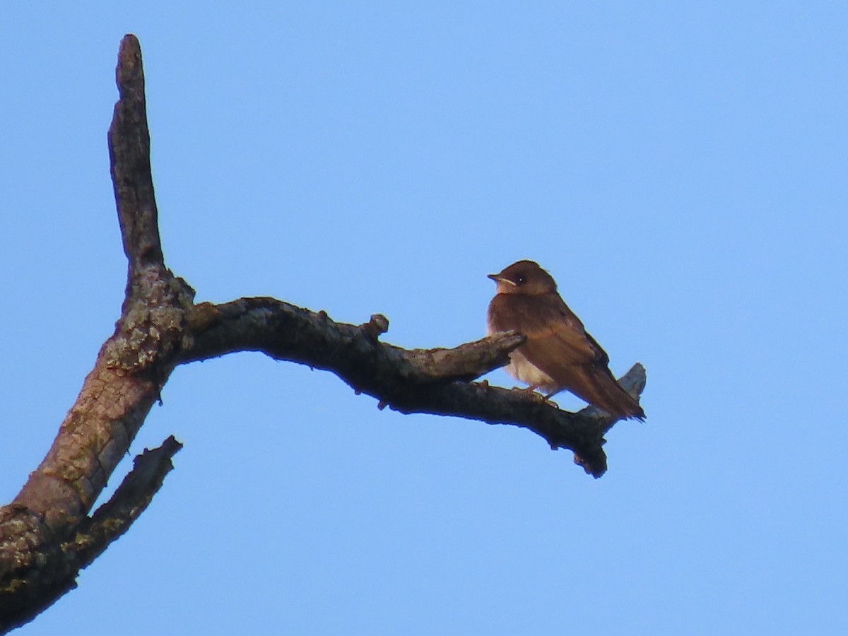 Northern Rough-winged Swallow (Northern) - ML621163264