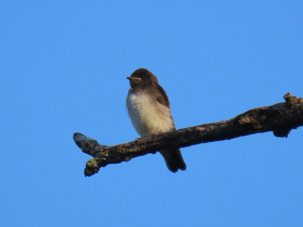 Northern Rough-winged Swallow (Northern) - ML621163265