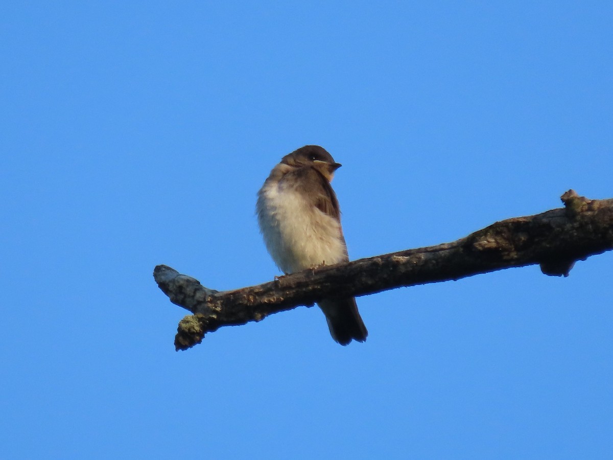 Northern Rough-winged Swallow (Northern) - ML621163266