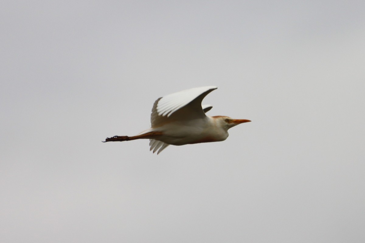 Western Cattle Egret - ML621163278