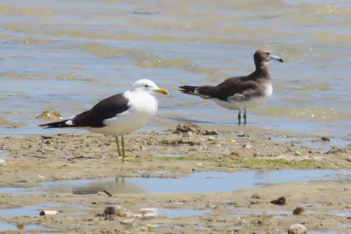 Lesser Black-backed Gull (fuscus) - ML621163279
