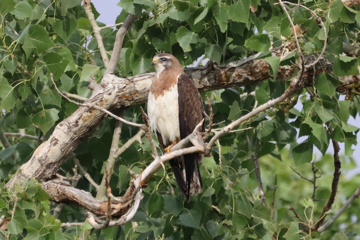 Swainson's Hawk - ML621163286