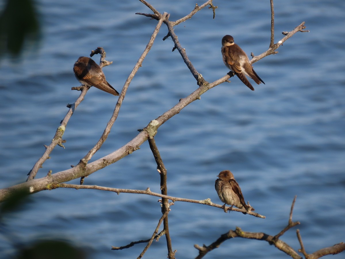 Northern Rough-winged Swallow (Northern) - ML621163300