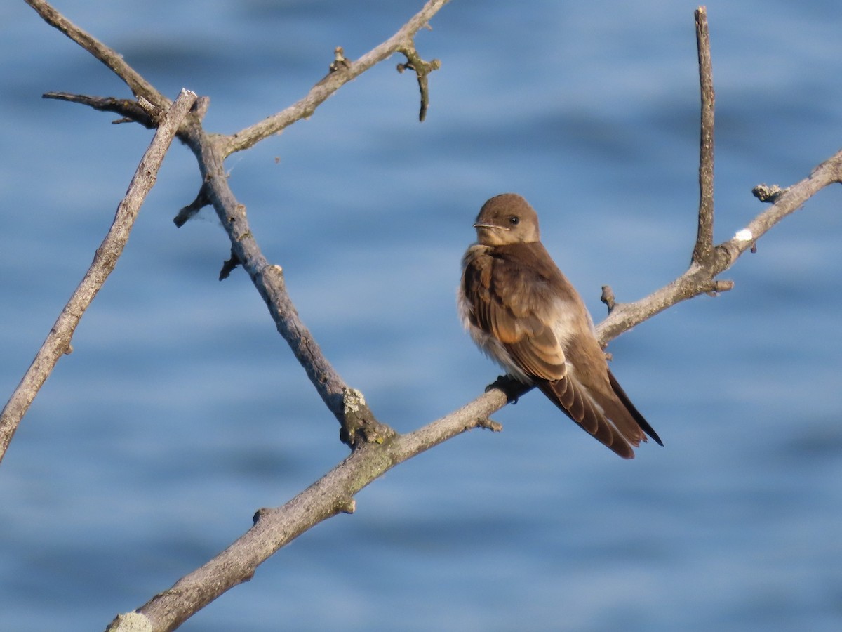 Northern Rough-winged Swallow (Northern) - ML621163301