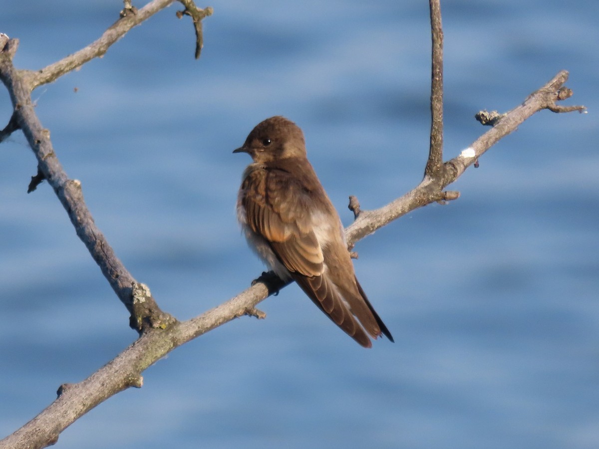 Northern Rough-winged Swallow (Northern) - ML621163302