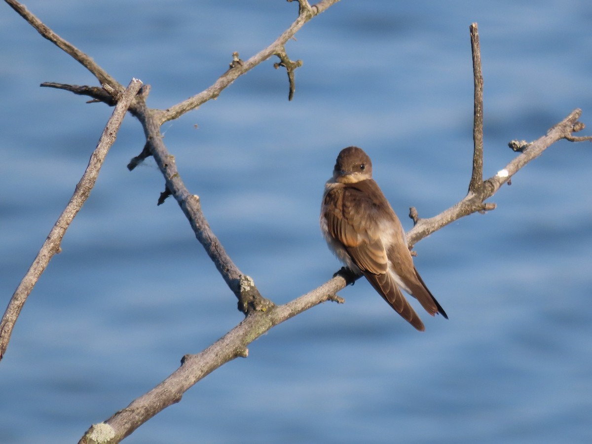 Northern Rough-winged Swallow (Northern) - ML621163303