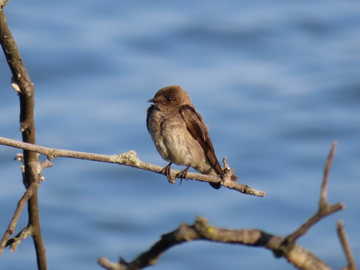 Northern Rough-winged Swallow (Northern) - Port of Baltimore