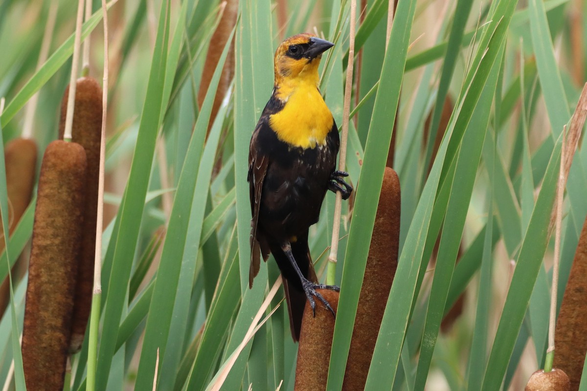 Yellow-headed Blackbird - ML621163313