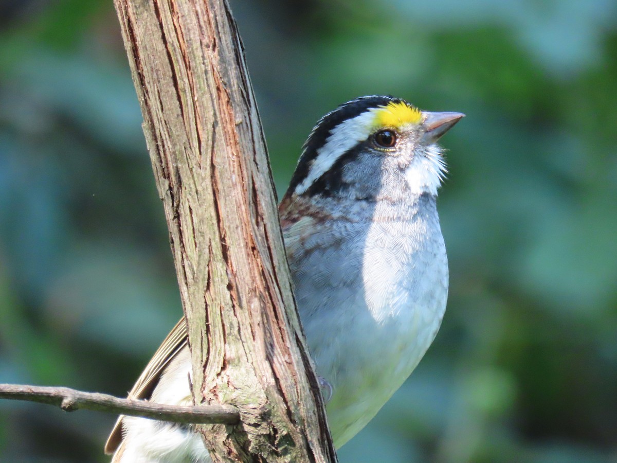 White-throated Sparrow - ML621163321