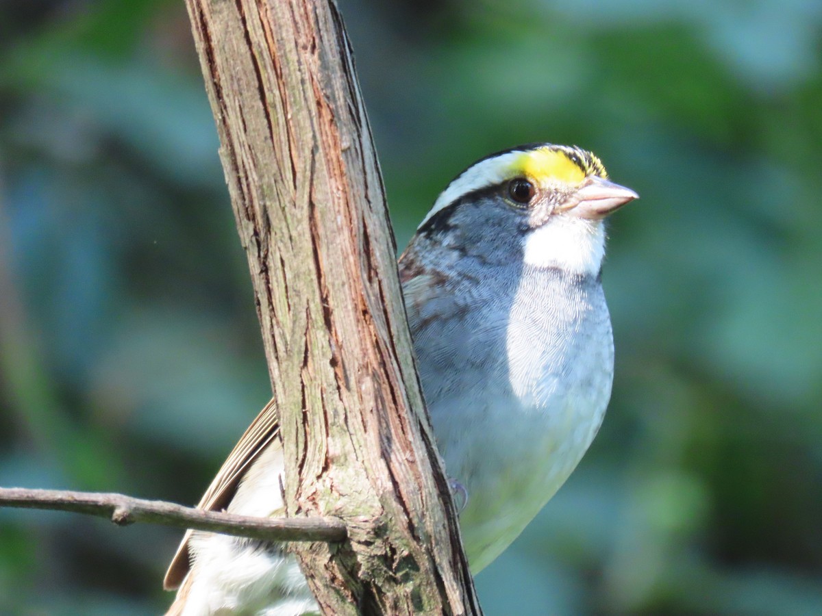 White-throated Sparrow - ML621163322
