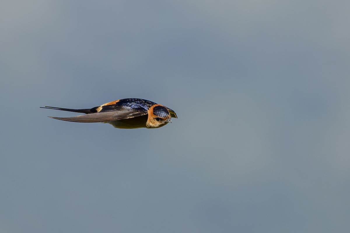 Red-rumped Swallow - ML621163323