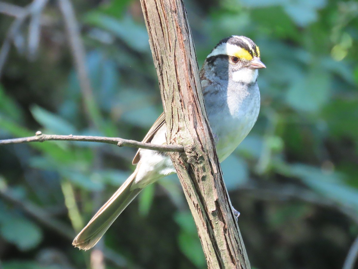 White-throated Sparrow - ML621163324