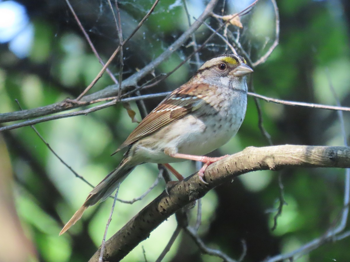 White-throated Sparrow - ML621163326