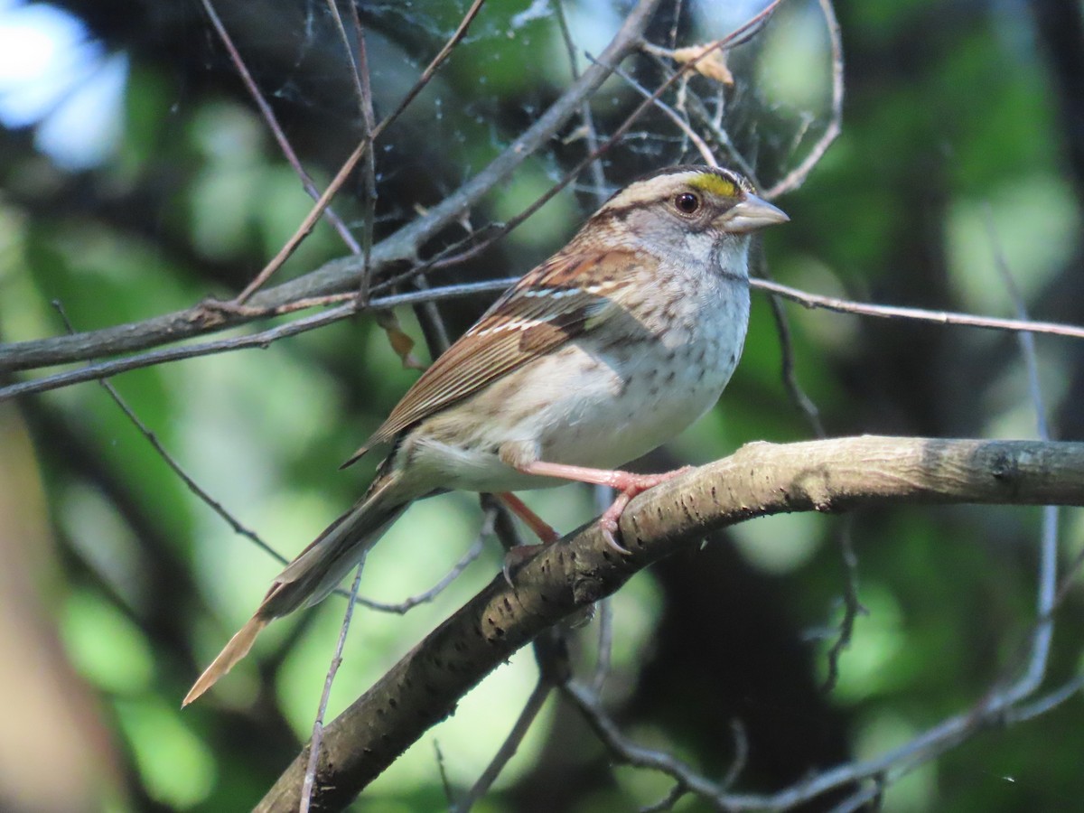 White-throated Sparrow - ML621163327
