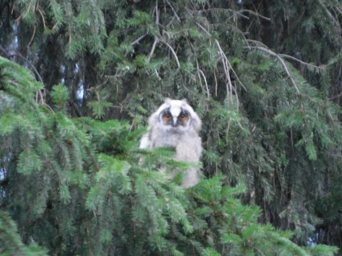 Long-eared Owl - ML621163334