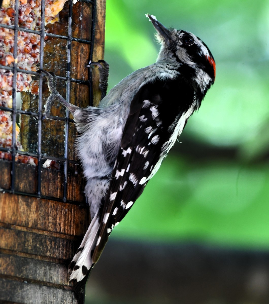 Downy Woodpecker - ML621163347