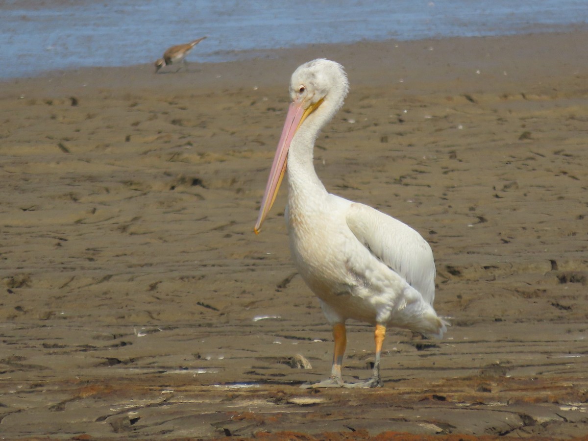 American White Pelican - ML621163351