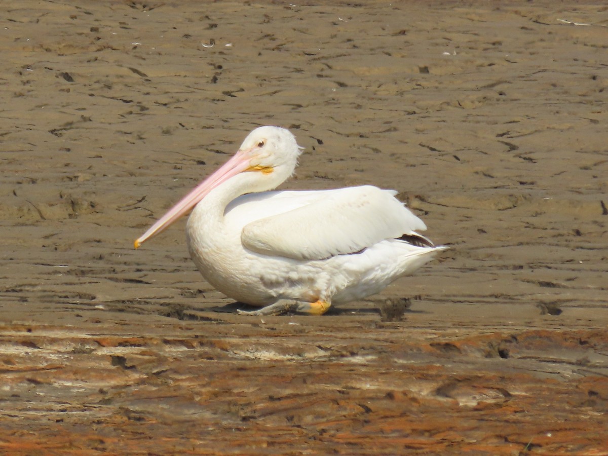 American White Pelican - ML621163359