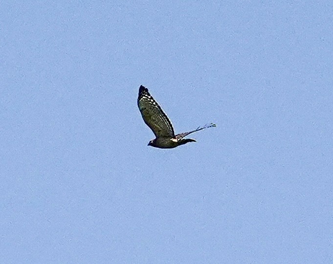 Broad-winged Hawk - ML621163370