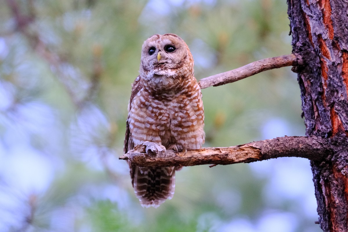 Spotted Owl (Mexican) - ML621163371